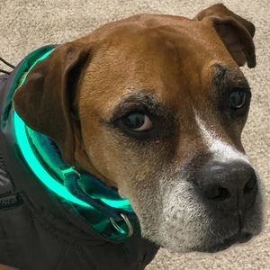 Meet your Posher, Tannis